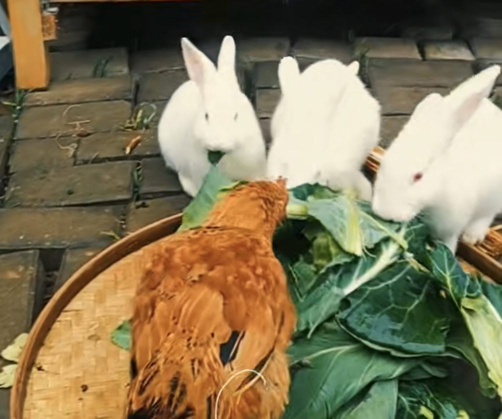 img_8861(20230104-155211).png img_8861(20230104-155211).png