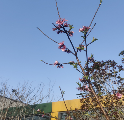 树上的叶子
中度可信度描述已自动生成